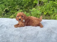 Silver Bow OFA, a male Cavalier King Charles Spaniel and Poodle - Toy  for sale in Evart, MI – Photo 7 of 10
