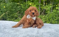 Silver Bow OFA, a male Cavalier King Charles Spaniel and Poodle - Toy  for sale in Evart, MI – Photo 8 of 10