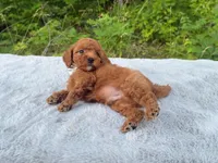 Silver Bow OFA, a male Cavalier King Charles Spaniel and Poodle - Toy  for sale in Evart, MI – Photo 9 of 10