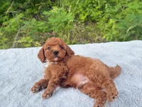 Silver Bow OFA, a male Cavalier King Charles Spaniel and Poodle - Toy  for sale in Evart, MI – Photo 1 of 10