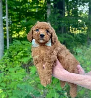 Silver Bow OFA, a male Cavalier King Charles Spaniel and Poodle - Toy  for sale in Evart, MI – Photo 10 of 10