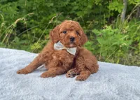 Silver Bow OFA, a male Cavalier King Charles Spaniel and Poodle - Toy  for sale in Evart, MI – Photo 4 of 10