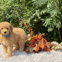 OFA/Genetic Clear, a male Cavalier King Charles Spaniel and Poodle - Toy  for sale in Evart, MI – Photo 8 of 10