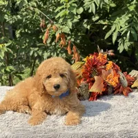 OFA/Genetic Clear, a male Cavalier King Charles Spaniel and Poodle - Toy  for sale in Evart, MI – Photo 3 of 10
