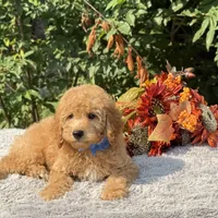 OFA/Genetic Clear, a male Cavalier King Charles Spaniel and Poodle - Toy  for sale in Evart, MI – Photo 9 of 10