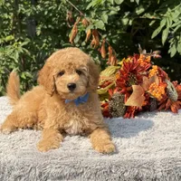 OFA/Genetic Clear, a male Cavalier King Charles Spaniel and Poodle - Toy  for sale in Evart, MI – Photo 10 of 10