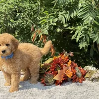 OFA/Genetic Clear, a male Cavalier King Charles Spaniel and Poodle - Toy  for sale in Evart, MI – Photo 7 of 10