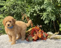 processed/549a53d0-36af-4443-8024-677310ead660/listing/18782250-9fec-40e4-bdab-fb0d8b783a4b/2f11077d-890d-4a77-b4da-37e83014f294