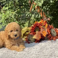 OFA/Genetic Clear, a male Cavalier King Charles Spaniel and Poodle - Toy  for sale in Evart, MI – Photo 2 of 10