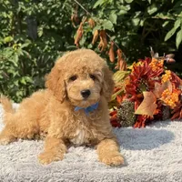OFA/Genetic Clear, a male Cavalier King Charles Spaniel and Poodle - Toy  for sale in Evart, MI – Photo 1 of 10