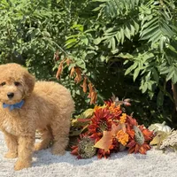 OFA/Genetic Clear, a male Cavalier King Charles Spaniel and Poodle - Toy  for sale in Evart, MI – Photo 6 of 10