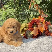 OFA/Genetic Clear, a male Cavalier King Charles Spaniel and Poodle - Toy  for sale in Evart, MI – Photo 5 of 10