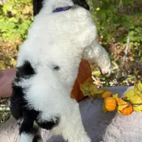 Stella(AKC), a female Poodle - Standard  for sale in Evart, MI – Photo 10 of 10