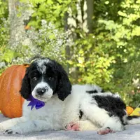Stella(AKC), a female Poodle - Standard  for sale in Evart, MI – Photo 3 of 10