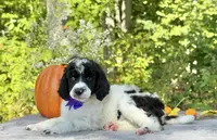 Stella(AKC), a female Poodle - Standard  for sale in Evart, MI – Photo 3 of 10