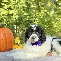 Stella(AKC), a female Poodle - Standard  for sale in Evart, MI – Photo 5 of 10