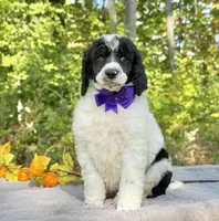 Stella(AKC), a female Poodle - Standard  for sale in Evart, MI – Photo 7 of 10