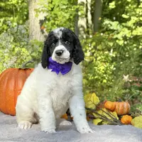 Stella(AKC), a female Poodle - Standard  for sale in Evart, MI – Photo 1 of 10