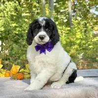 Stella(AKC), a female Poodle - Standard  for sale in Evart, MI – Photo 8 of 10