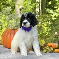 Stella(AKC), a female Poodle - Standard  for sale in Evart, MI – Photo 6 of 10