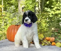 Stella(AKC), a female Poodle - Standard  for sale in Evart, MI – Photo 6 of 10