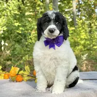Stella(AKC), a female Poodle - Standard  for sale in Evart, MI – Photo 9 of 10