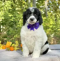 Stella(AKC), a female Poodle - Standard  for sale in Evart, MI – Photo 9 of 10