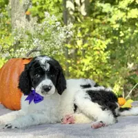 Stella(AKC), a female Poodle - Standard  for sale in Evart, MI – Photo 2 of 10