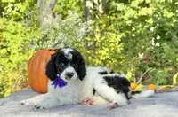 Stella(AKC), a female Poodle - Standard  for sale in Evart, MI – Photo 2 of 10