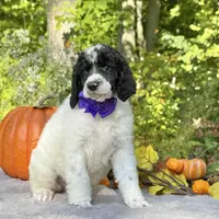 Stella(AKC), a female Poodle - Standard  for sale in Evart, MI – Photo 4 of 10