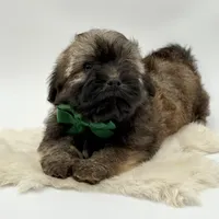 Green Bow, a male Havapoo for sale in Evart, MI – Photo 1 of 10