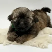 Green Bow, a male Havapoo for sale in Evart, MI – Photo 10 of 10