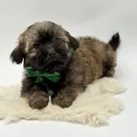 Green Bow, a male Havapoo for sale in Evart, MI – Photo 3 of 10