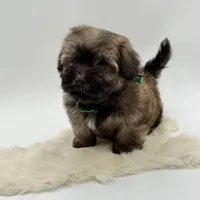 Green Bow, a male Havapoo for sale in Evart, MI – Photo 5 of 10