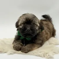 Green Bow, a male Havapoo for sale in Evart, MI – Photo 4 of 10