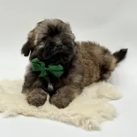 Green Bow, a male Havapoo for sale in Evart, MI – Photo 7 of 10