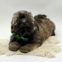 Green Bow, a male Havapoo for sale in Evart, MI – Photo 2 of 10