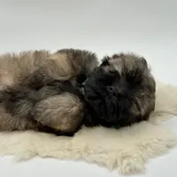 Green Bow, a male Havapoo for sale in Evart, MI – Photo 9 of 10