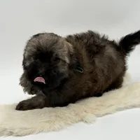 Green Bow, a male Havapoo for sale in Evart, MI – Photo 8 of 10