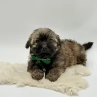 Green Bow, a male Havapoo for sale in Evart, MI – Photo 6 of 10