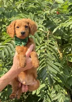 OFA/Genetic clear !, a male Cavalier King Charles Spaniel and Poodle - Toy  for sale in Evart, MI – Photo 6 of 9