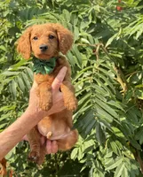 OFA/Genetic clear !, a male Cavalier King Charles Spaniel and Poodle - Toy  for sale in Evart, MI – Photo 9 of 9