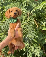 OFA/Genetic clear !, a male Cavalier King Charles Spaniel and Poodle - Toy  for sale in Evart, MI – Photo 2 of 9