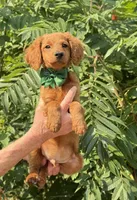 OFA/Genetic clear !, a male Cavalier King Charles Spaniel and Poodle - Toy  for sale in Evart, MI – Photo 3 of 9