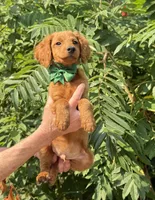 OFA/Genetic clear !, a male Cavalier King Charles Spaniel and Poodle - Toy  for sale in Evart, MI – Photo 1 of 9