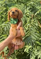 OFA/Genetic clear !, a male Cavalier King Charles Spaniel and Poodle - Toy  for sale in Evart, MI – Photo 8 of 9