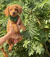 OFA/Genetic clear !, a male Cavalier King Charles Spaniel and Poodle - Toy  for sale in Evart, MI – Photo 4 of 9
