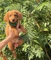 OFA/Genetic clear !, a male Cavalier King Charles Spaniel and Poodle - Toy  for sale in Evart, MI – Photo 5 of 9