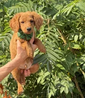 OFA/Genetic clear !, a male Cavalier King Charles Spaniel and Poodle - Toy  for sale in Evart, MI – Photo 7 of 9