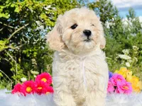White Ribbon OFA, a male Cavapoo for sale in Evart, MI – Photo 6 of 10